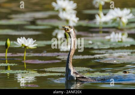 Schwimmende Australasian Darther mit dem jüngsten Fang in der Nationalparkregion Cape York in Queensland, Australien. Stockfoto