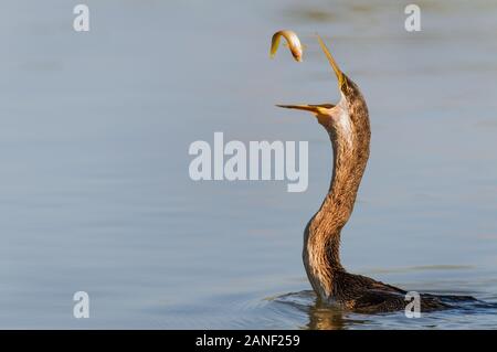 Schwimmende Australasian Darther mit dem jüngsten Fang in der Nationalparkregion Cape York in Queensland, Australien. Stockfoto