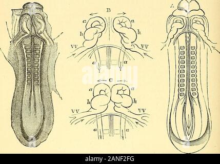 Quain der Elemente der Anatomie. werkzeugsdeseinbauen G5 S DAS BLUT - vaskuläre SYSTELl. Zellen sind zu unterscheiden von einem yeiy frühen Periode, nämlich 1, die ofa empfindlicher Charakter und lockerer Anordnung, in der die spaceor Räume für die Herzen Hohlraum mehr sofort gebildet werden, danach reicht selbst andwhich ronnd, Hohlraum in der Form eines endocardiac Futter, und, 2, denen eine dickere Schicht whichimdergoes Tonfall, und aus denen sich die muskulösen Teil der Fig. 763. Abb. 7 (JtJ.- Ejibkvo kabbit von 8 Tagen und 18 Stunden, von Thf gesehen. VENTRALE Aspekt. - {. (Froiu Kolliker.) In einem Tlic Stockfoto