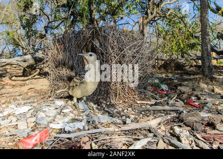 Große Bowerbird ständigen Houseproud und hohen an seinem bower Eingang Christbaumkugeln akribisch um die Laube platziert. Stockfoto