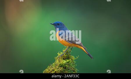 Exotische blue bird, Blue-fronted Redstart (Phoenicurus frontalis) hocken auf den Holzstab auf Blur grüner Hintergrund, bunter Vogel, Northe Stockfoto