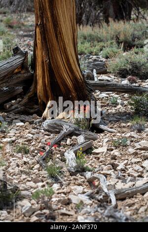 Knorrige Bäume und Wildblumen blühen am Bristlecone Pine Forest in der Nähe von Lone Pine Kalifornien Stockfoto