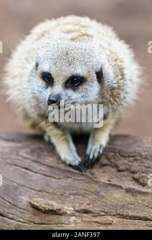 Meerkat Sonnenbaden in einer kauernden Haltung auf einem Log in einer Wildtierausstellung in Melbourne. Stockfoto