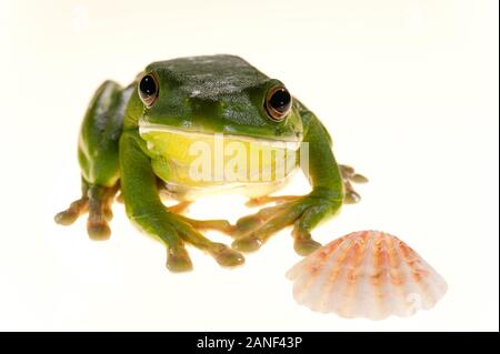 Ein Studio beleuchtete den weißen grünen Baumfrosch und das Seashell auf einem weißen Hintergrund, das in Cairns, Im Äußersten Norden von Queensland, Australien, aufgenommen wurde. Stockfoto