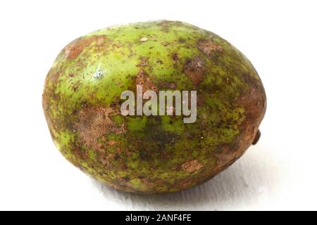 Auch als Kedondong mombinpflaumen Obst oder ataheitte Apple/große heiße Pflaume Frucht auf weißem Hintergrund bekannt Stockfoto