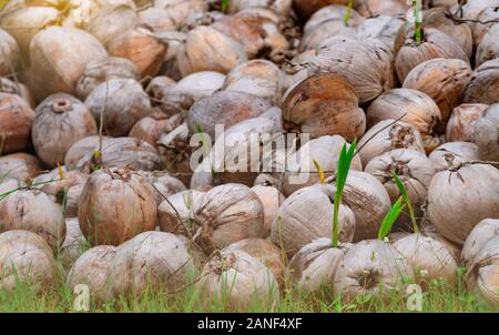 Stapel der junge Kokosnuss Anlage. Sprout von Kokosnuss Baum mit grünen Blättern, die sich aus alten, braunen Kokosnuss. Bepflanzung Kokosnuss Baum im Hof. Saatgutvermehrung Stockfoto