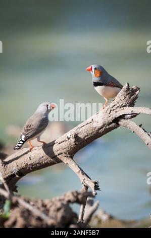 Männliche und weibliche Zebrafinken thronten auf einem Holzstamm, der aus einem schlammigen Wasserloch in Central Queensland, Australien, herausragt Stockfoto