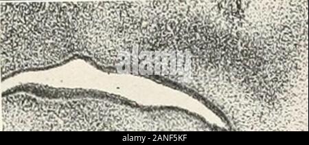 Beiträge zur Anatomie und Entwicklung der Speicheldrüsen in der MAMMALIA. ra-. f-^r --^-------. ???? ??? • An? Abb. 53 Stockfoto