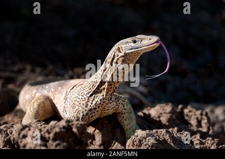 Sand Goanna patrouilliert seine Jagdstrecke im mittelwestlichen Queensland in Australien. Stockfoto