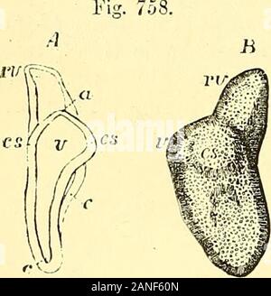 Quain der Elemente der Anatomie. in ein Rohr konvertiert bleiben - ing an beiden Enden, die anschließend verlängert wird und acquiresan ampullären Dilatation öffnen; und während die Cochlear Erweiterung weiterhin toprogress, und nimmt die Form eines Kanals geschwungene iuAvards, die externalor Horizontale halbrunde Kanal beginnt nmch in der samemanner als zwei Superior Zimmer gebildet werden. Diese änderungen werden durch eine deutliche Einschnürung der wichtigsten Teilder Blasen auf der Innenseite in der Nähe der Cochlea Canal, die graduallyincreasing, endlich vollständig aus, so dass die Teil, danach folgten becomesthe saccule Stockfoto