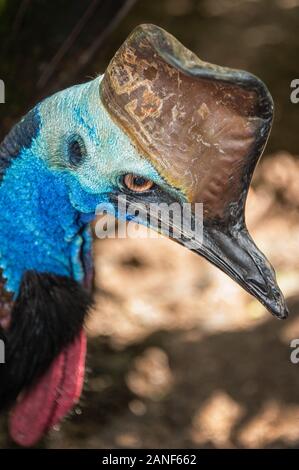 Kopfschussporträt von Large Cassowary im Kuranda Forest Queenslan, Australien Stockfoto