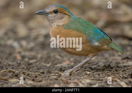 Blau-rumped Pitta männlichen hautnah in der Natur der Nam Cat Tien Nationalpark, Vietnam Stockfoto