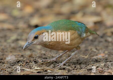 Blau-rumped Pitta männlichen hautnah in der Natur der Nam Cat Tien Nationalpark, Vietnam Stockfoto