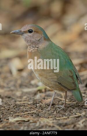 Blau-rumped Pitta männlichen hautnah in der Natur der Nam Cat Tien Nationalpark, Vietnam Stockfoto
