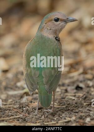 Blau-rumped Pitta männlichen hautnah in der Natur der Nam Cat Tien Nationalpark, Vietnam Stockfoto