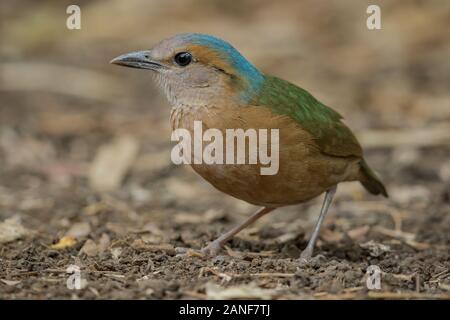 Blau-rumped Pitta männlichen hautnah in der Natur der Nam Cat Tien Nationalpark, Vietnam Stockfoto