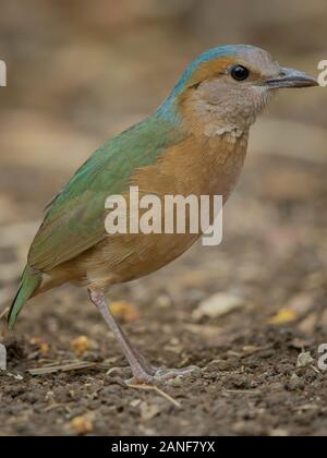 Blau-rumped Pitta männlichen hautnah in der Natur der Nam Cat Tien Nationalpark, Vietnam Stockfoto