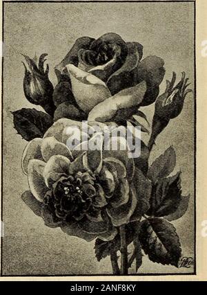 Unser neuer Leitfaden zur Rose Kultur: 1906. ABBE GAR ROUTE. - Ein neuer Tee Rose von kräftigen: ii::: ij;::::::::^: j::: Ich^^ Wachstum; Blumen sehr groß, voll, und der abgerundeten Form; Farbe, Kupfer gelb, rosa Carmine Innenraum, grenzt China Rose. Eine de-cided Neuheit. 25 cts. Jedes; zwei Jahre alten Pflanzen, 50 cts. Jedes. TAUNUS BLUMSCHEN. - Eine neue Rambler Rose; ein?:::::::::::^^: Ich: Ich;::: i:;^^^ Sämling von Crimson Rambler und Blanche describedas Rebatel; kann sein, eine rosa Rambler. Die üppigsten blühende Pflanze. Diese Vielfalt als Zierpflanzen im Herbst ist mit seinen whencovered Scarlet heps als im Frühjahr withits Blatt Blüte. 25. Stockfoto