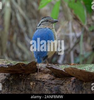 Riesige Pitta (Pitta caerulea) riesigen Antpitta, leben in feuchten primären Auwald. Nahaufnahme Foto, schüchtern Vogel in nassen tropischen Wald, Krabi Tha Stockfoto