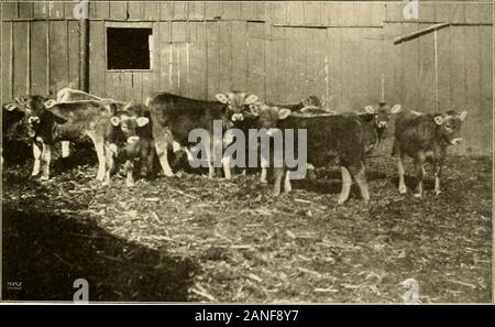 Französische Trainer Pferde an Sedgeley Farm: Besessen und durch E.MBarton gezüchtet. BkciWN&gt; U1^S CL&gt; V L-LAWETIA l. L1. Groui Braun Schweizer Kälber unter sechs Moxths Alte Stockfoto