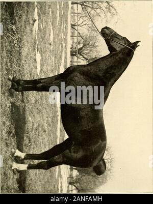 Französische Trainer Pferde an Sedgeley Farm: Besessen und durch E.MBarton gezüchtet. Von Elu aus einer Tochter von Eylau. Elu, Kastanie, geboren 1860, von Idalis aus einer Tochter von Tipple Apfelwein. Idalis, Kastanie, geboren 1842, von Don Quichotte, einer Tochter der CHAP-Mann. Don Quichotte, Bucht, geboren 1835, von Sylvio aus moina von Tigris. Sylvio, Bucht, geboren 1826, von Trance aus Hebe von Rubens. Tbance, Bucht, geboren 1817, von Phantom aus der Päpstin von Wächsernen. Phantom, Bucht, geboren 1808, von Walton aus Julia von Whiskey. Walton, Bucht, geboren 1799, von Sir Peter aus arethusa von Dungannon, etc. Umbra, Bucht, geboren 1854, b Stockfoto