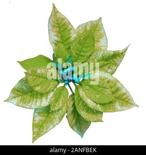 Blätter und Früchte in künstlichen Farben bemalt. Zusammensetzung der Blätter und Früchte auf einem weißen Hintergrund. Wassertropfen auf den Blättern. Stockfoto