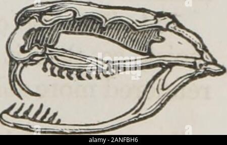 Klasse - das Buch der Physiologie: Für die Nutzung der Schulen und Familien: Umfasst die Struktur und die Funktionen der Organe des Menschen, der von der vergleichenden Bezugnahme auf diejenigen von minderwertigen Tiere dargestellt. Abb. 29. - die Zähne von fritte - G1 VOROUS ANMAL. Wenn das Tier lebt auf weiche Früchte, diese Zähne sind Sim-ply in abgerundeten Erhebungen angehoben. {Abb. 29.) Wenn sie bestimmt sind pflanzliche Stoffe zu grindharder, ihre surfaceis flach und aufgeraut, wie in denen von thehorse und ox. 150. In Fische und Reptilien, die Verzahnungenweder Bruchstellen kurz und verbogene rückwärts, und arethus zur Beschlagnahme und retainingtheir Beute, anstatt angepasst Stockfoto