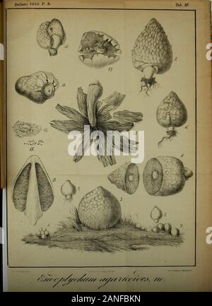 Bulletin de la société Imperiale des Naturalistes de Moscou. Stockfoto