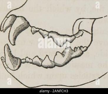 Klasse - das Buch der Physiologie: Für die Nutzung der Schulen und Familien: Umfasst die Struktur und die Funktionen der Organe des Menschen, der von der vergleichenden Bezugnahme auf diejenigen von minderwertigen Tiere dargestellt. Zähne des HerbivorousAnimal. überstehende Grate, die admi-rably zum Schleifen Aktion der Zahn angepasst. {Abb. 26.) 149. Die besondere Form der ^-26 Zähne von Tieren correspondswith die Art der Nahrung, auf denen das Tier gehalten wird. In jenen, die ganz auf tierische Fleisch leben, die molarteeth sind so komprimiert zu Form schneiden, whichwork Gegeneinander wie eine Schere. { Stockfoto