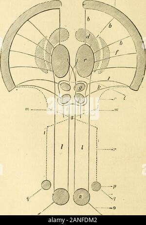 Diagnose Sémiologie et des maladies des Animaux domestiques. nent sous leur Dépendance les mouvementsréflexes Attachés à ces Eindrücke. Ces mouvementsintéressent Oreon, Les yeux et la tète. Le RÉFLEXE RÉTiNO - PUPiLLAiRE provoquc Le resserrementdelà Hotelkino et le myosis dans les deux Yeux; La destructiondes Tuberkeln quadrijumeaux est suivie de la dilatationpermanente de la Hotelkino. Les voies Zentrifugen de ce réflexe sind iridiennes constituées parles Aufklick Filter du Nerf oculo-moteur commun dontle noyau est aux Tuberkeln quadrijumeaux Relié par desfibers commissurales. Les mouvements de Yeu Stockfoto