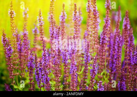 Purple Sage Blumen blühen Nahaufnahme, grünes Gras, gelbe Sonnenlicht unscharfen Hintergrund, blühende Violett salvia sonnigen Morgen Feld, Sommer Landschaft Stockfoto