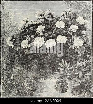 Dreer die 72. jährliche Ausgabe Garten Buch: 1910. Doz. Winterharte Orchideen. Es gibt eine Fülle von Schönheit in dieser Klasse ofplants wenig kultiviert. Die Sorten angeboten unten Ziemlich winterhart sind, und succeedbest an einem halbschattigen Platz in einen tiefen, feuchten Boden composedof gleiche Teile von Lehm, Blatt-Form und Sand. Cypripedium acaule (Ladys Slipper). Breite, oval fol-iage, und protzig, hell rosa, leichter geädert, neugierig-formedflowers. 25 cts. Jedes. - Pubescens (Gelb Damen Slipper). Große, auffällige, helle Gelb. 25 cts. Jedes. - Spectabile (Moccasin-Floicer oder Shoicy Lady Slipper). Cluster der schönen weißen Stockfoto