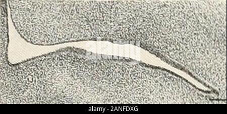 Beiträge zur Anatomie und Entwicklung der Speicheldrüsen in der MAMMALIA. FTG. 23.. Abb. 27. - 13 48 Abb. 24. / Abb. 28, ^, v, Stockfoto