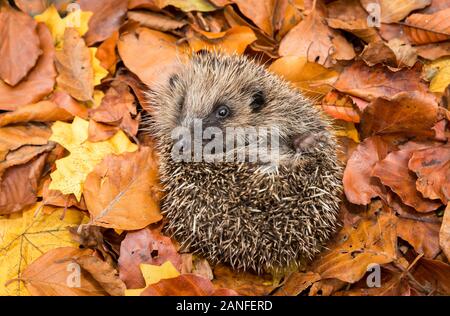 Igel Ureinwohner, wilder europäischer Igel, der sich in bunten Herbstblättern zu einem Ball zusammengerollt hat. Aus einem Wildtierhäuschen entnommen, um Gesundheit und Bevölkerung zu überwachen Stockfoto