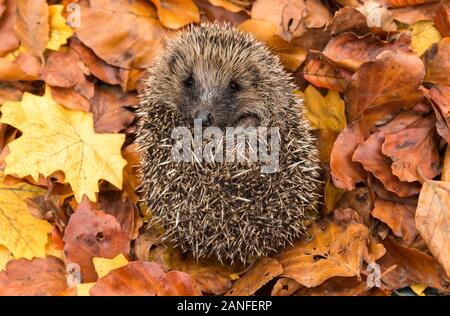 Igel Ureinwohner, wilder europäischer Igel, der sich in bunten Herbstblättern zu einem Ball zusammengerollt hat. Aus einem Wildtierhäuschen entnommen, um Gesundheit und Bevölkerung zu überwachen Stockfoto