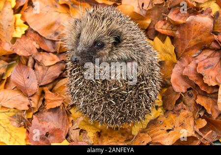 Igel Ureinwohner, wilder europäischer Igel, der sich in bunten Herbstblättern zu einem Ball zusammengerollt hat. Aus einem Wildtierhäuschen entnommen, um Gesundheit und Bevölkerung zu überwachen Stockfoto