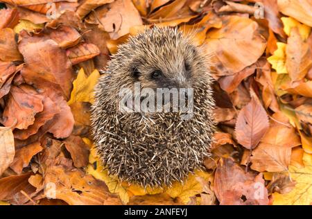 Igel Ureinwohner, wilder europäischer Igel, der sich in bunten Herbstblättern zu einem Ball zusammengerollt hat. Aus einem Wildtierhäuschen entnommen, um Gesundheit und Bevölkerung zu überwachen Stockfoto