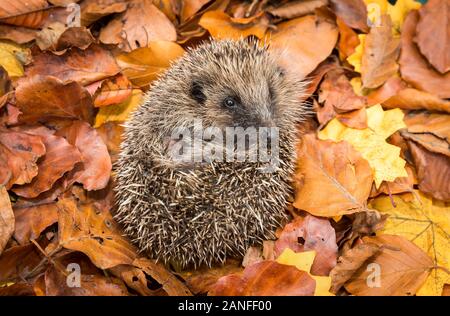 Igel Ureinwohner, wilder europäischer Igel, der sich in bunten Herbstblättern zu einem Ball zusammengerollt hat. Aus einem Wildtierhäuschen entnommen, um Gesundheit und Bevölkerung zu überwachen Stockfoto