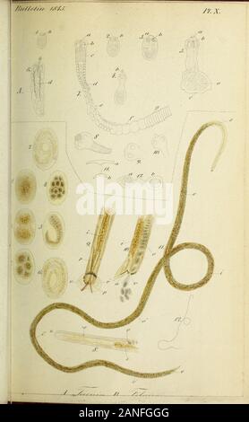 Bulletin de la société Imperiale des Naturalistes de Moscou. Stockfoto