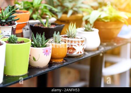 Verschiedene Sukkulenten Töpfen bei hausgemachten In einem Garten am sonnigen Tag stehen. Stockfoto