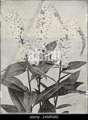 Dreer die 72. jährliche Ausgabe Garten Buch: 1910. Lobelia Cardinalis. I. OBEI. IAS. Schöne Rabattenpflanze, blühende inany normalen Gartenboden, aber preferringa feucht, tiefem Lehm, wo Sie nicht leiden unter drouth. Paar Pflanzen aremore an ihre Jahreszeit von Bloom wirksame, Lysimachia Ci. ethkoides. die von Anfang August bis Ende September verlängert. cardinalis {Kardinal Floinr). Reich , Kardinal Blumen; starke Pflanzen oft 10 bis 18, 12 bis 24 cm lang. 15 cts. Jedes; 1,50 $ pro dtz. Queen Victoria. Blumen in Farbe tiefer als oben und reich mit bronzy Laub; erfordert Stockfoto