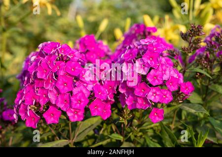 Blühenden Zweig von lila Phlox im Garten von Sun im Hintergrund beleuchtet Stockfoto