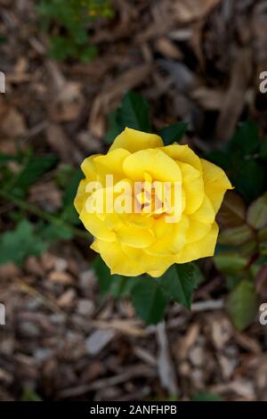 Gelbe Rose Ansicht von oben. Tief konzentrieren. Erstaunlich orange Rose auf blur Garten Hintergrund. Stockfoto