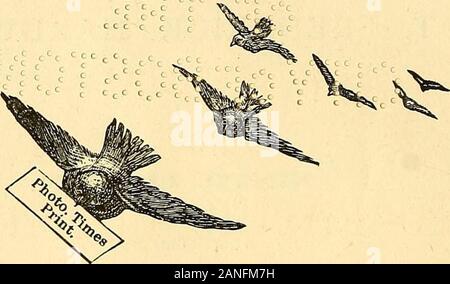 Ein Handbuch der fotografischen Chemie, Theoretische und Praktische. In die Bibliothek zurück. Bitte keine Karten entfernen von thispocket. U-%U^] m*^V-ir-;: 4^"&gt; r Gj^. r^.^^^^K^^^*^:d^-? - RJBL/,.• -&gt;^: ii&gt;^. Vmanualofphotogra 1886 hart. 107 Stockfoto