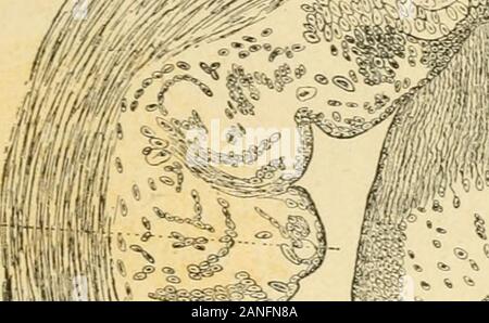 Diagnose Sémiologie et des maladies des Animaux domestiques. Sind quelquefois très prononcés, comme en témoigne une Beobachtung Clinique de Cadéacet Raymond sur la paralysie de la Queue et des sphincters, Accompagnée dun oedème prononcé de la base de laqueue et du pourtour des sphincters (2). 11 faut reconnaître aussi que des lésions vasculairesimportantes, comme Yendophlébite (Abb. 12), des lésionsnerveuses {névrites Interstitielles) et osseuses (ostéites) peuvent se déveIoi) [) er antérieurement à toute névrotomiecomme en témoignent Les recheiches de l* écus (3). (I) Bulletin de la Societe des S Stockfoto