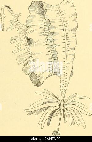 Bulletin des Präsidiums der Fischerei. Artkrothamnus bifidus. Alaria K.]]&gt; - bei der Vorbereitung der Kombu verwendet. Die Sammlung von Seetang in ordnungsgemäß beginnt und endet im Oktober, und ist in bymany Fischer engagiert, unter denen einige Ainus, die eigenartigen aboriginalinhabitants von Japan nun auf Hokkaido beschränkt gefunden werden kann. Die Fischer fahren Sie mit dem kelpgrounds im offenen Boot-, jedes Boot mit ein bis drei Männer und eine Ergänzung der hookswith Die Kelp zerrissen ist oder sich von seiner starken Anlage auf dem rockybottom verdreht. Die Haken sind von verschiedenen Mustern; einige Arc lone-woodenhandles, und einige Arc gewichtet und Stockfoto