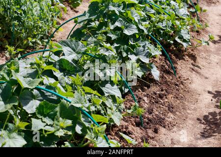 Eine Reihe von grünen Gurkenpflanzen. Betten mit jungen Gurken. Gurken Wachsen im Boden in offenem Gelände. Garten im Dorf. Frisches Gemüse wachsen Ich Stockfoto