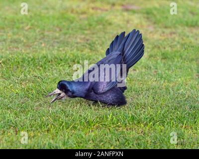 Saatkrähe Corvus frugilegus Aufruf im Grünland Ostküste Norfolk Stockfoto