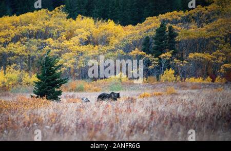 Mutter gruselige Bärin und Quader, die in den bunten Herbstwäldern in Montana USA spielen Stockfoto