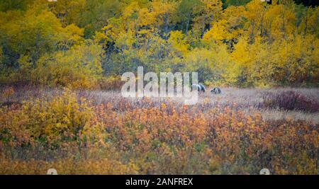 Mama grizzly Bär und Cub spielen in den bunten Herbst Wald in Montana, USA Stockfoto